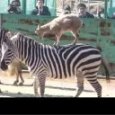 EDSNZ GOATS