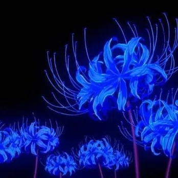 kayoshi — мониторинг Discord сервера, статистика и рейтинг