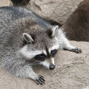 🦝개쩌는 라쿤🦝