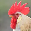 The Flock
