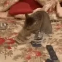 Casiicord Discord Server Icon