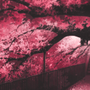 Red Blossoms (RB)
