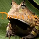 Danos oro
