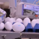 🐣𝐂𝐑𝐀𝐂𝐊-𝐄𝐆𝐆 𝐅𝐀𝐑𝐌🐣