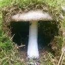 TheHatMaus Burrow