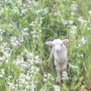 ˖ ֹ੭୧ 𝗰𝗼𝘇𝘆 𝗰𝗼𝘁𝘁𝗮𝗴𝗲 c ⊹ ࣪ ⑅ Discord server icon