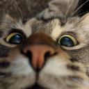 cat sanctuary :3 avatar