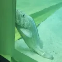 sakïの気まぐれ