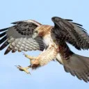 Hawk's Hangout Server Discord Server Icon