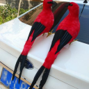 Red Feathers Server Icon