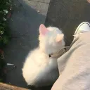 @ purr & co. Discord Server Icon