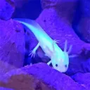 Blue Axolotl's Deep Sea