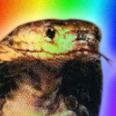 Evae