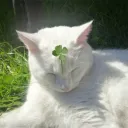  SHOWTIME !!  Discord Server Icon