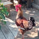 Comunidad del pollo🐤