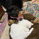 Gubecord Discord Server Icon