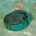 ˑ͙ ᴘᴜꜰꜰᴇʀ ꜰɪꜱʜ ໒꒱ ⋆ ˚