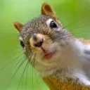 Nutty Squirrels