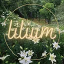Lilium