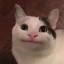 MEOWTOPIA