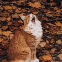 Crystal Railroad's icon