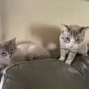 Cat club 2 Discord Server Icon