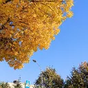 Leaf-Assets