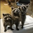 Raccoon Land