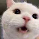 isa's cat club