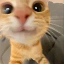 Riblux