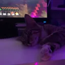 vinovi_