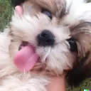 Willow SMP Discord Server Icon