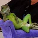 El Club De Las Iguanaz