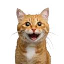 Cat Full of Joy