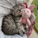 silly cats Discord Server