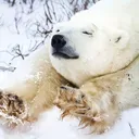 Enwarah's PolarBears
