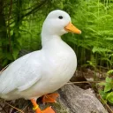 Entreserver🦢