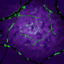 The Secret Lair Discord server icon