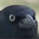 birb nest