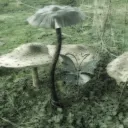 loa.