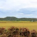 The rice fields