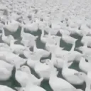 Goose Gang