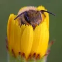 bee nation