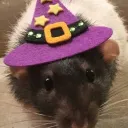 《 ᴍᴜʟᴛɪ ꜰᴀɴᴅᴏᴍ ʜᴀɴɢᴏᴜᴛ 》