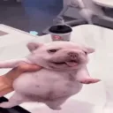 ✮•°◤ 𝙂𝙖𝙣𝙜 𝙙𝙤 𝘿𝙧𝙞𝙥 ◥°•✮