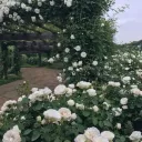 Menow .ᐟ.ᐟ Discord Server Icon