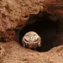 Burrowing Owl Gym