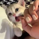 hi