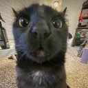 fool convention Discord Server Icon