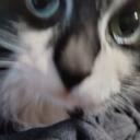 Bad_ass_cat_ Discord Server Icon